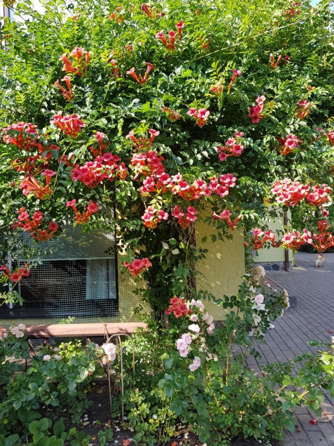 Vila Florena Garden بالانغا المظهر الخارجي الصورة